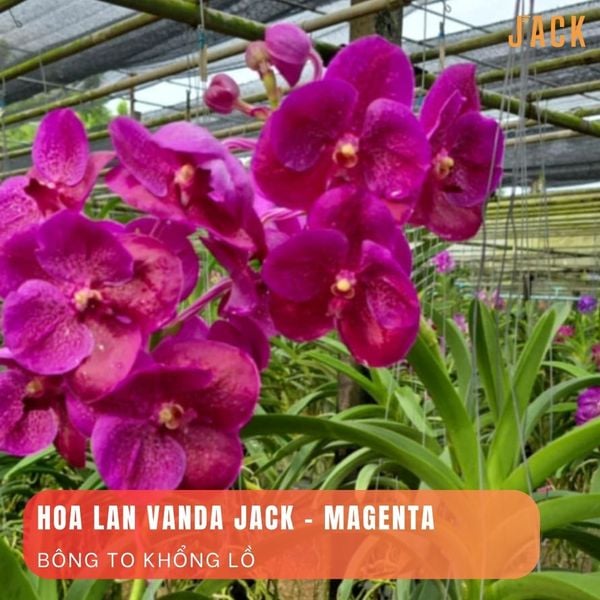  Lan Vanda Jack Tím Magenta - Bông Siêu To 