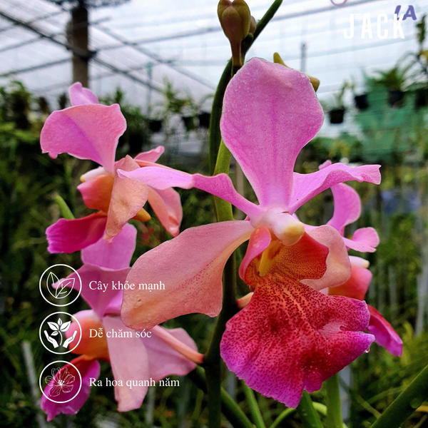  [Cây Lớn] Lan Vanda Lá Kim Nhiều Màu - [Giao hàng toàn quốc] 