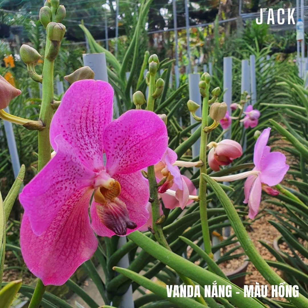  Lan Vanda Nắng - Vanda Lá Kim [Siêng Hoa] 