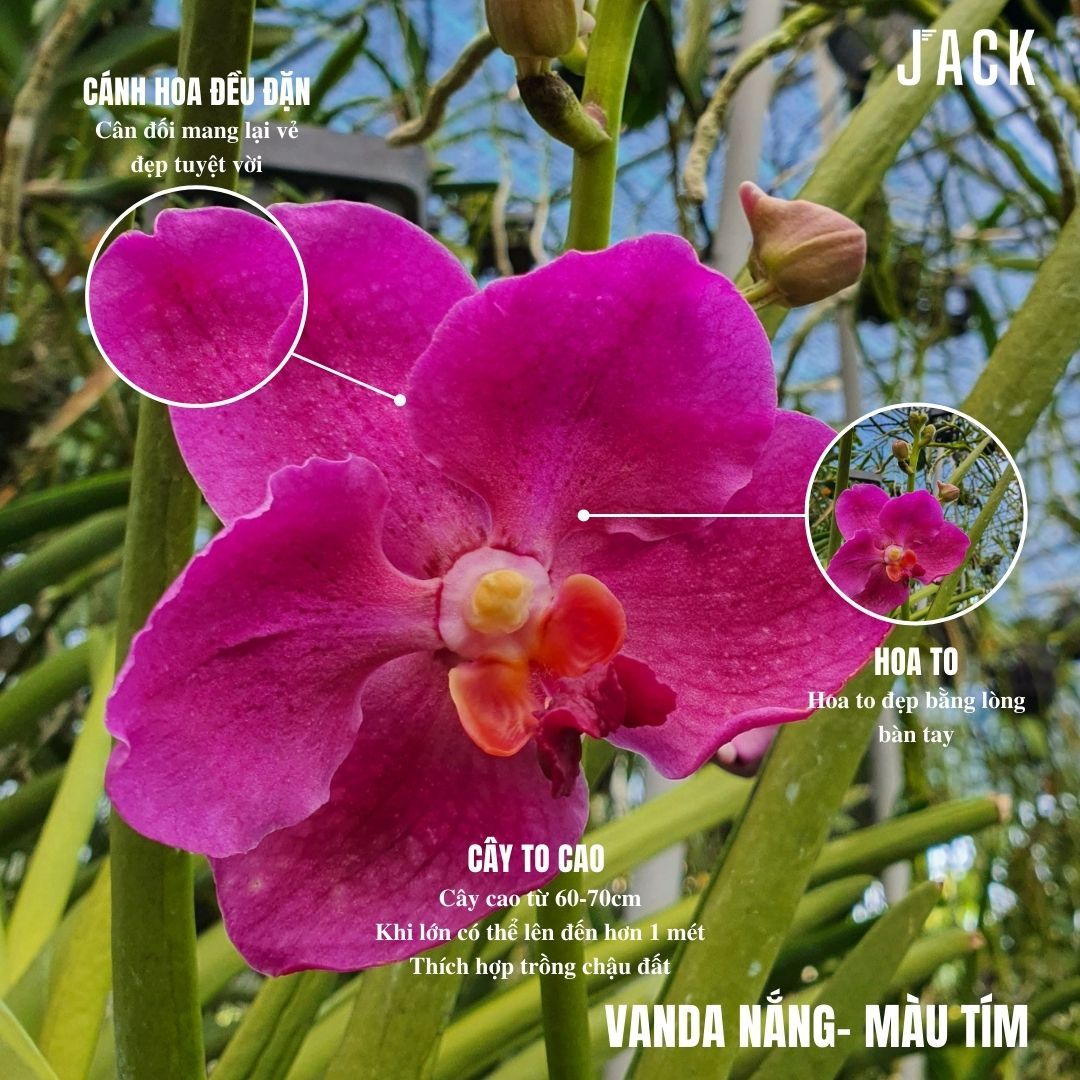  Lan Vanda Nắng - Vanda Lá Kim [Siêng Hoa] 