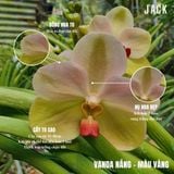  Lan Vanda Nắng - Vanda Lá Kim [Siêng Hoa] 