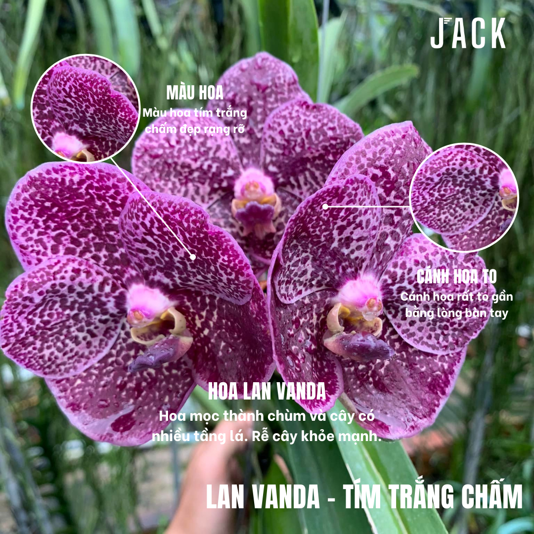  [Bông To] Lan Vanda Màu Tím Trắng Chấm [Giao hàng toàn quốc] 