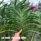  [Bông To] Lan Vanda Màu Tím Trắng Chấm [Giao hàng toàn quốc] 