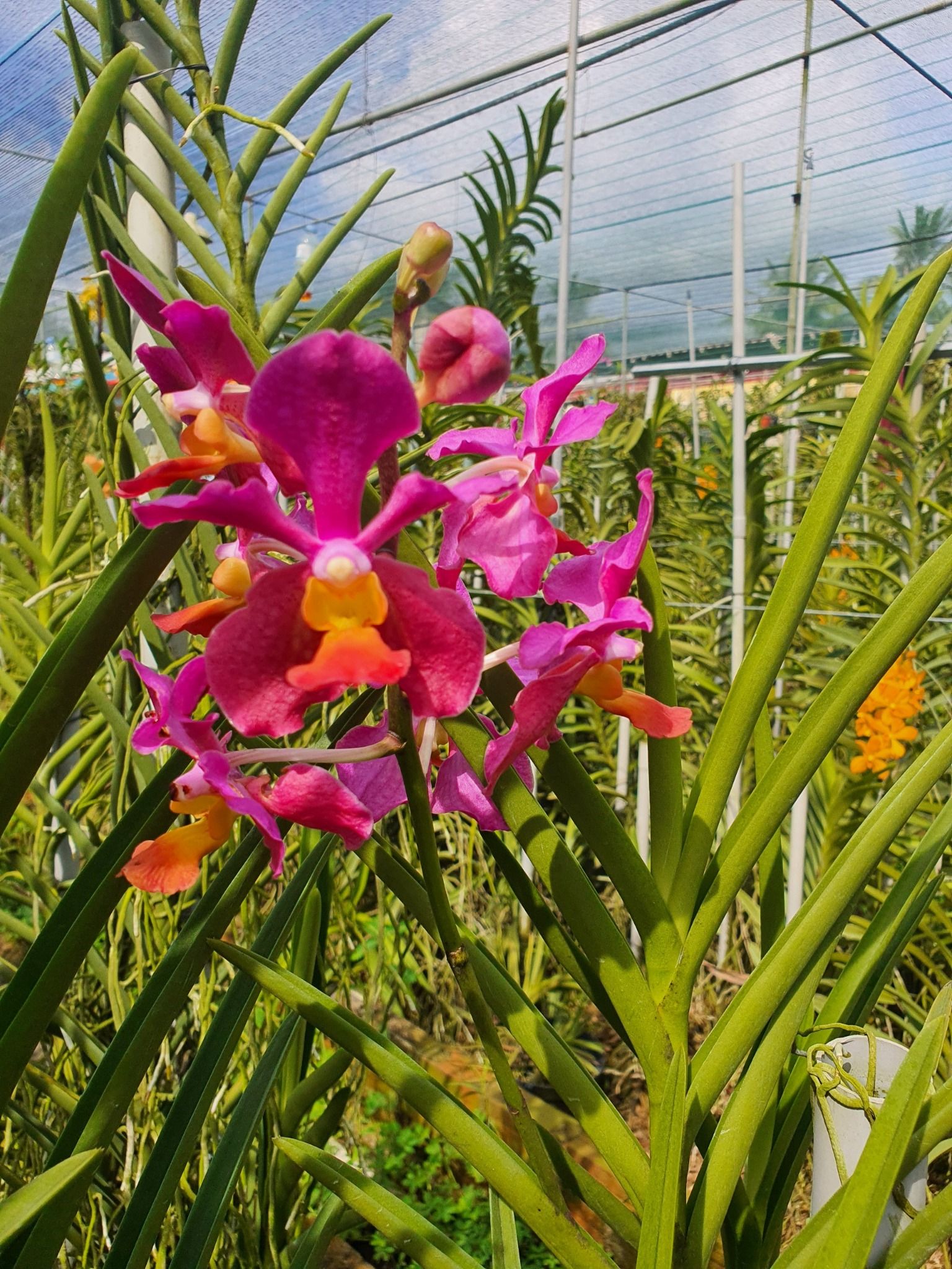  [Cây Con] Lan Vanda Lá Kim nhiều màu - [Giao hàng toàn quốc] 