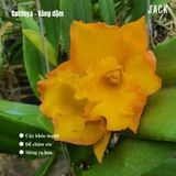  [Siêng Hoa] Cattleya Bông Vàng Đậm [Giao Hàng Toàn Quốc] 