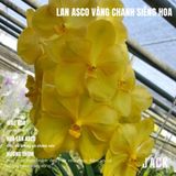  Lan Asco Vàng Chanh - Siêu Siêng Hoa 