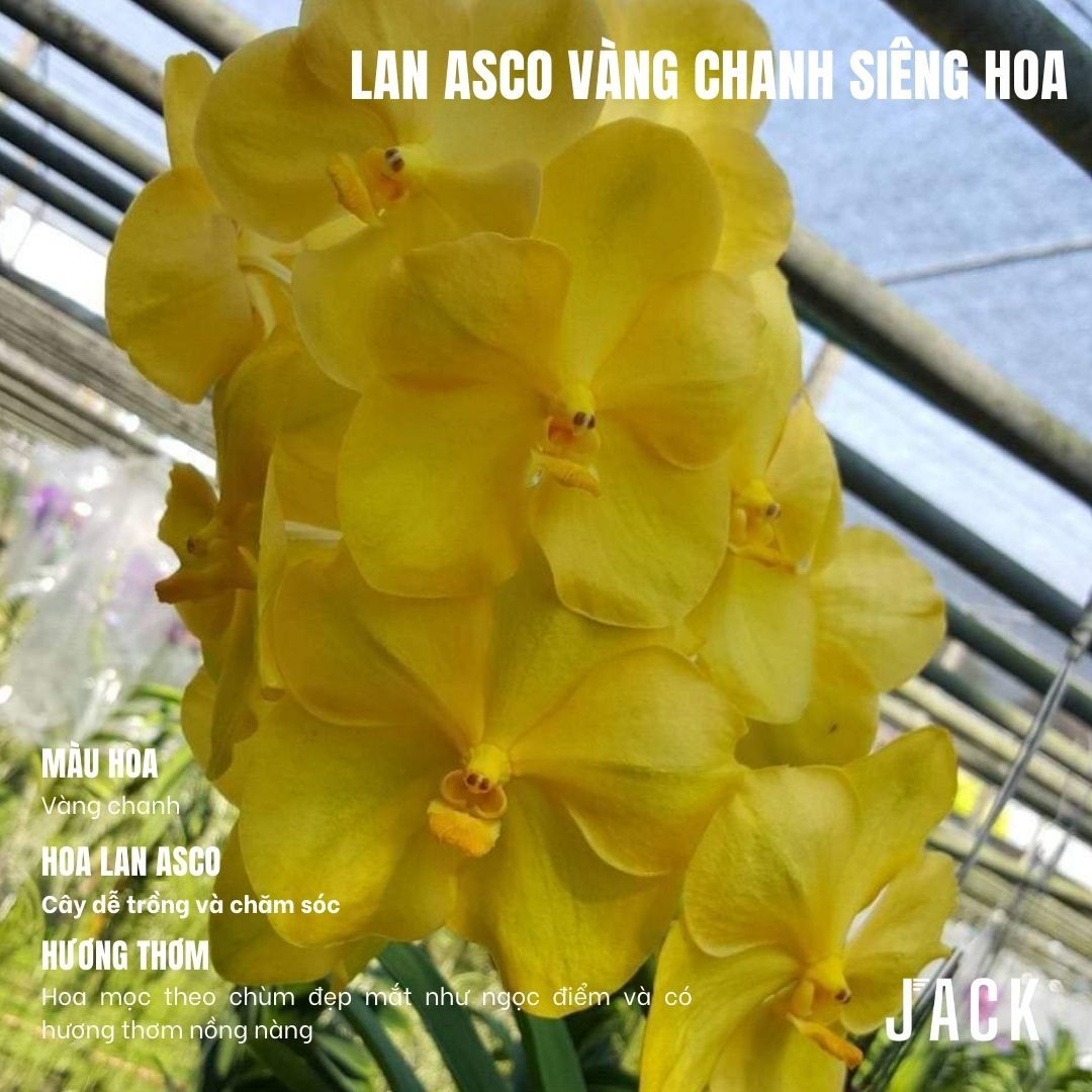  Lan Asco Vàng Chanh - Siêu Siêng Hoa 
