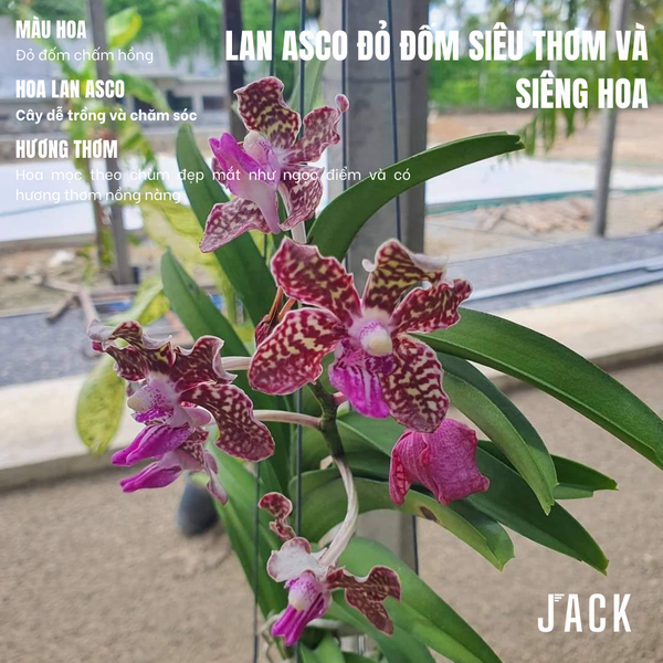  Lan Asco Đỏ Đốm - Cực Siêng Hoa Và Thơm 