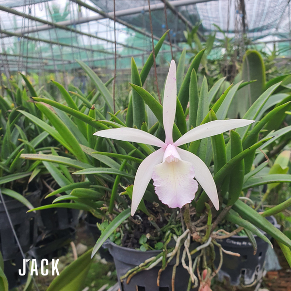  Lan Brass Trắng Hồng - Brassavola Nữ Hoàng Bóng Đêm 