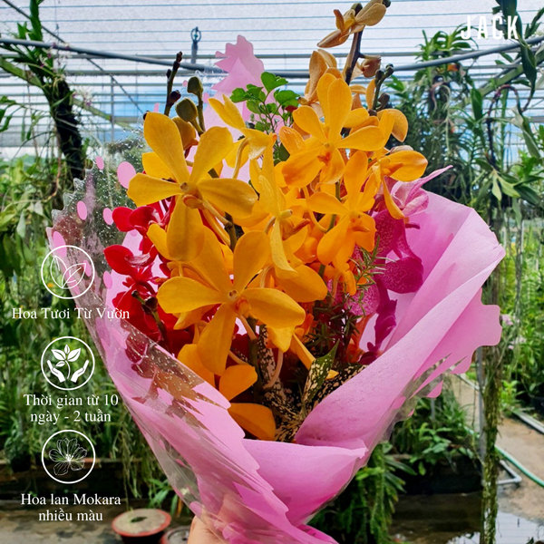  Bó 10 nhánh hoa lan Mokara nhiều màu [Miễn Phí Ship Tại Tp.Tân An và Tp.HCM] 