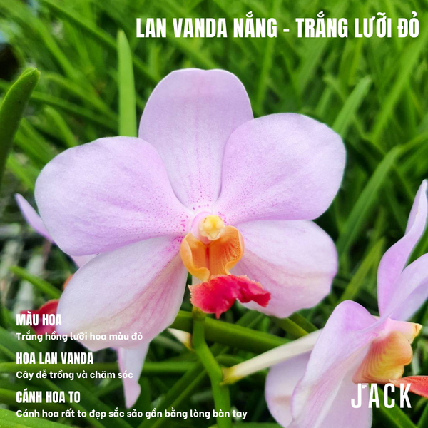  Combo 5 Cây Con Lan Vanda Nắng - Vanda Lá Kim [Siêng Hoa] 