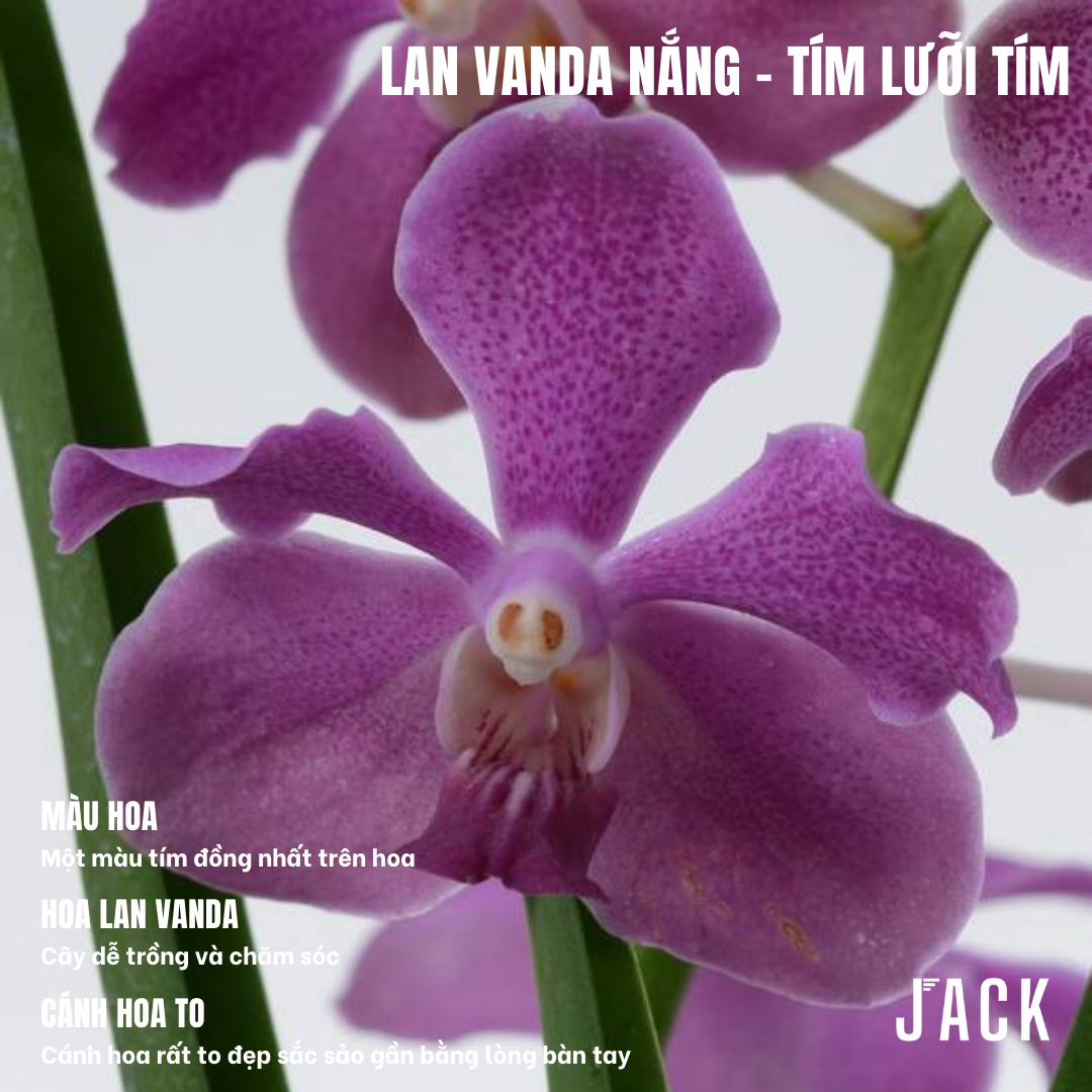  Combo 5 Cây Con Lan Vanda Nắng - Vanda Lá Kim [Siêng Hoa] 