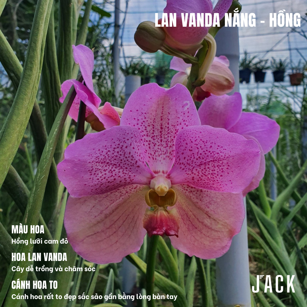  Combo 5 Cây Con Lan Vanda Nắng - Vanda Lá Kim [Siêng Hoa] 