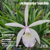  Lan Brass Trắng Hồng - Brassavola Nữ Hoàng Bóng Đêm 