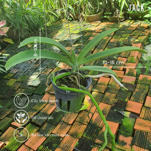 Sản phẩm nổi bật