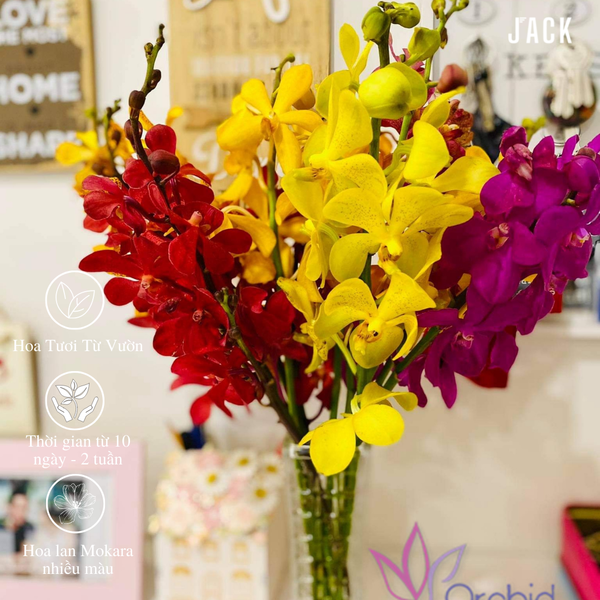  Bó 10 nhánh hoa lan Mokara nhiều màu [Miễn Phí Ship Tại Tp.Tân An và Tp.HCM] 