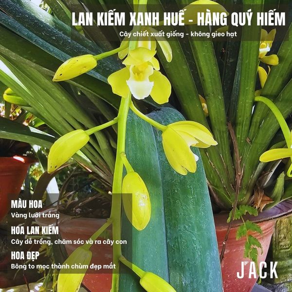  Lan Kiếm Xanh Huế - 1 Tép lớn [Hàng Quý Hiếm] 