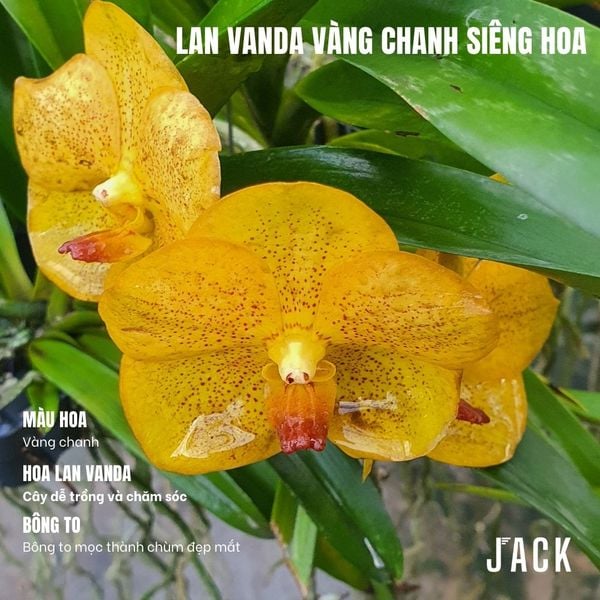  Lan Vanda Vàng Chanh - Bông Đẹp [Giao hàng toàn quốc] 