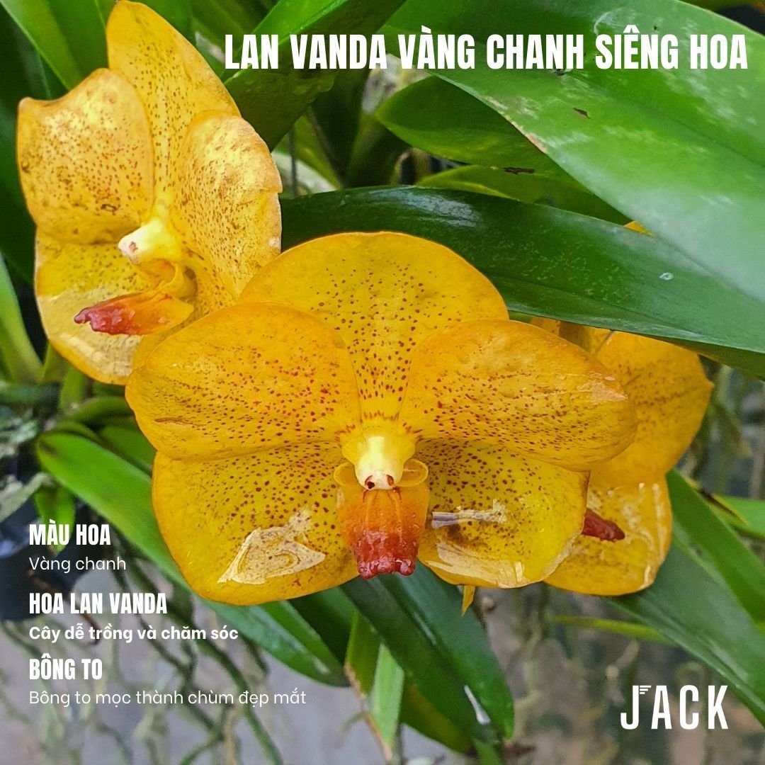  Lan Vanda Vàng Chanh - Bông Đẹp [Giao hàng toàn quốc] 