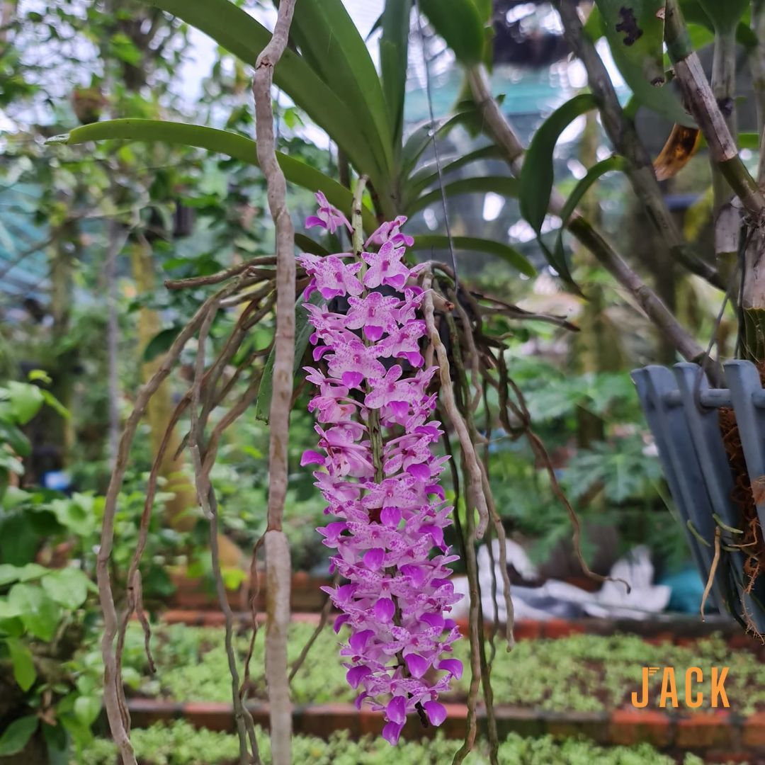  Lan Đuôi Chồn - Hoa Thơm Phức Cả Vườn [Cây ra hoa vào đầu mùa mưa tháng 5-7] 