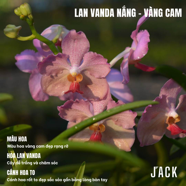  Combo 5 Cây Con Lan Vanda Nắng - Vanda Lá Kim [Siêng Hoa] 