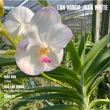  Lan Vanda Jack White - Bông Đẹp [Giao hàng toàn quốc] 