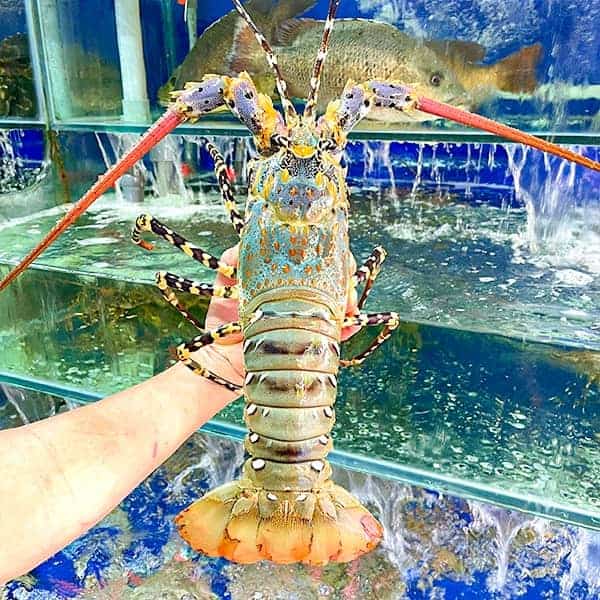 tom hum bong 700 900g con