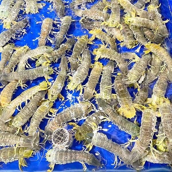  Bề Bề Chúa (size 7 - 9 con/kg) 