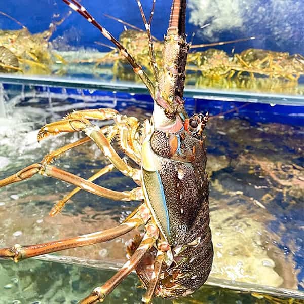  Tôm Hùm Xanh (400 - 800g/con) 