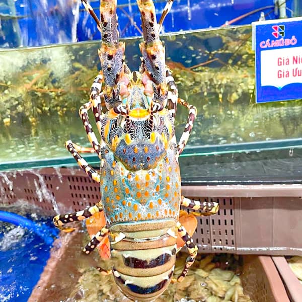 tom hum bong size 500 700g con