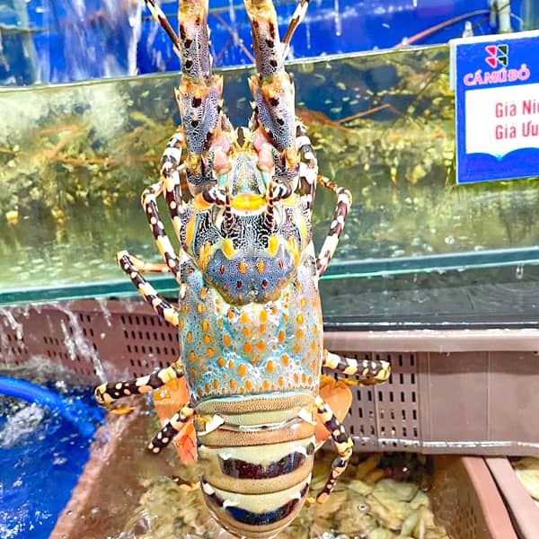  Tôm Hùm Bông (1 - 1.2kg/con) 