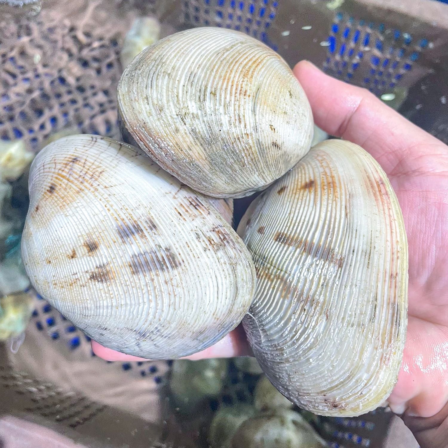  Ngao 2 Cồi Thiên Nhiên 