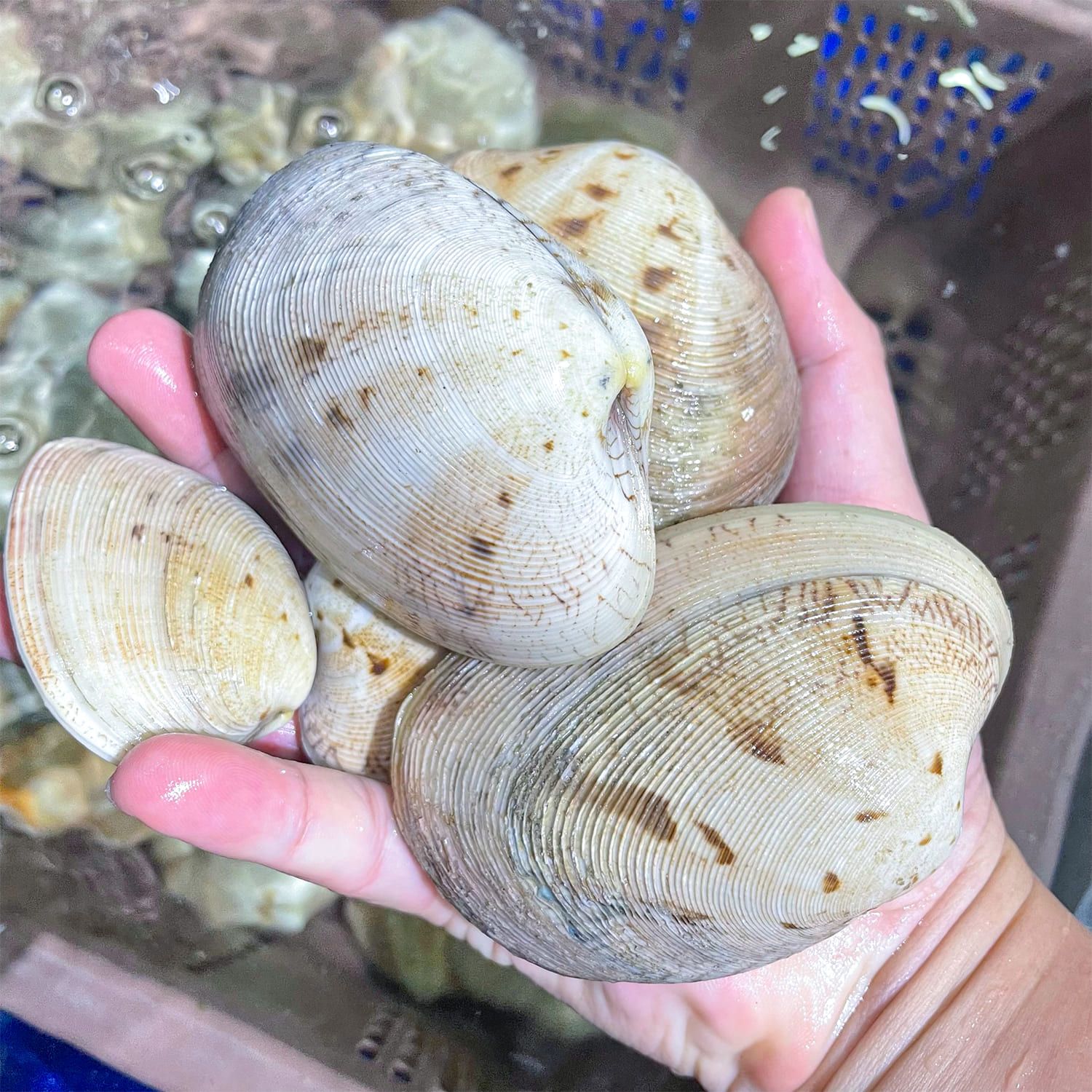  Ngao 2 Cồi Thiên Nhiên 