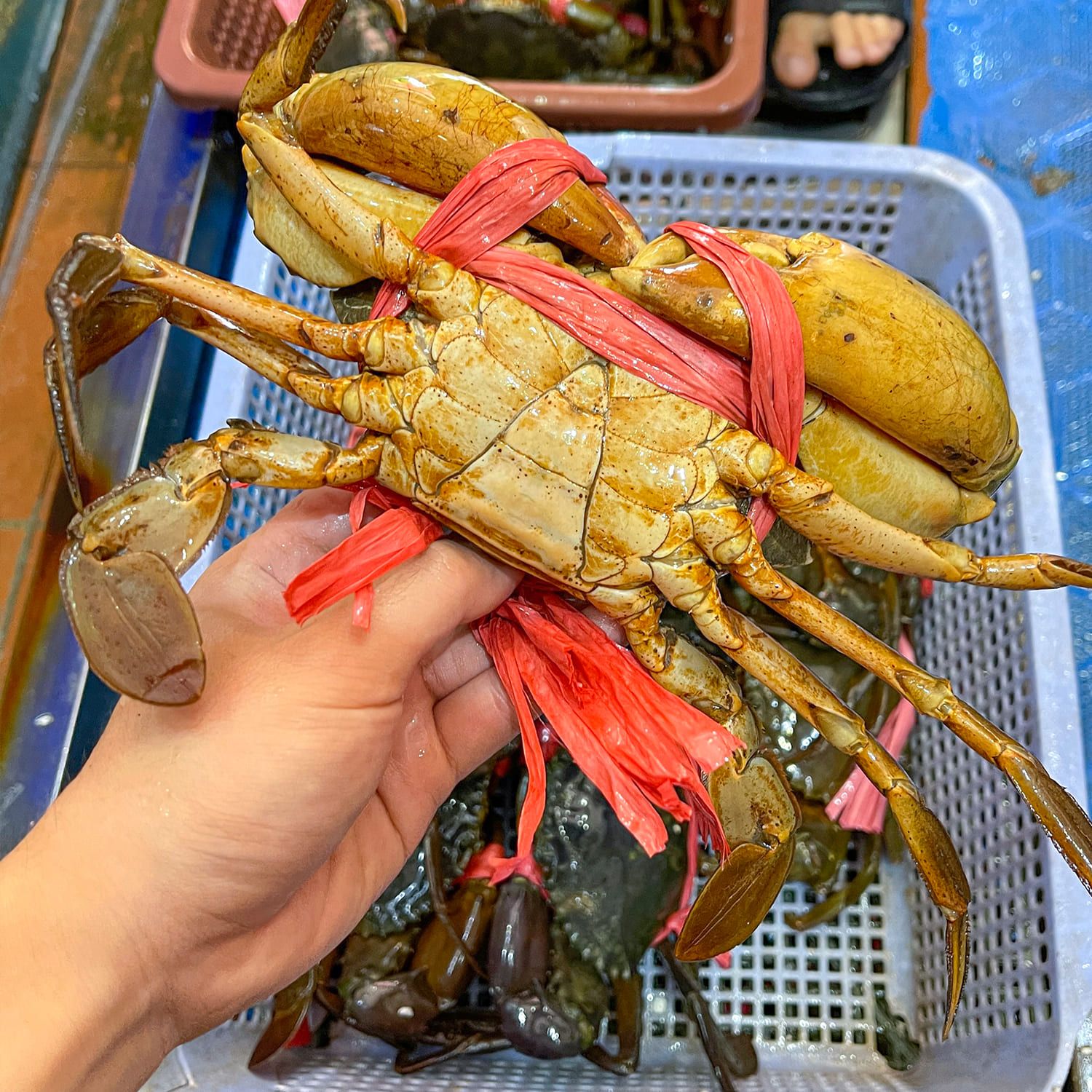  Cua Thịt Y5 Cà Mau 