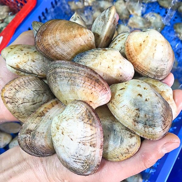 Bán ngao 2 cồi giá rẻ nhất tại Hà Nội - Giao hàng nhanh trong 30 phút