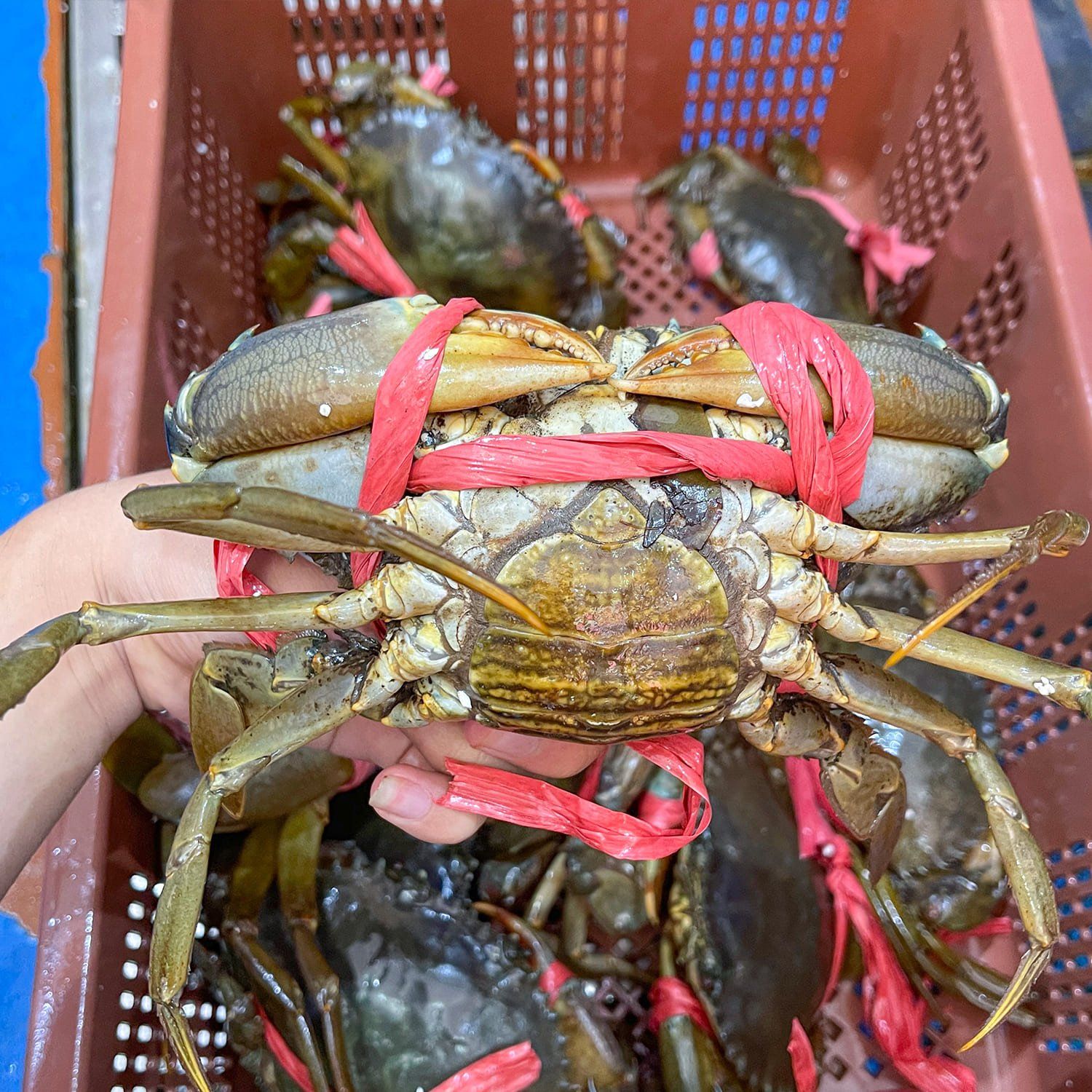  Cua Cà Mau - Cua Gạch Lớn 