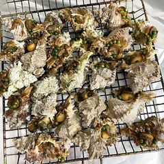 oc su tu nuong ti 234 u xanh