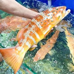 c 225 m 250 do c 244 n dao