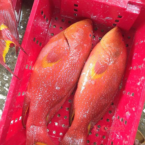  Cá Mú Đỏ Én Lý Sơn 