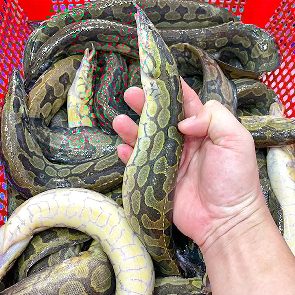 ca chach chau ca chach lau