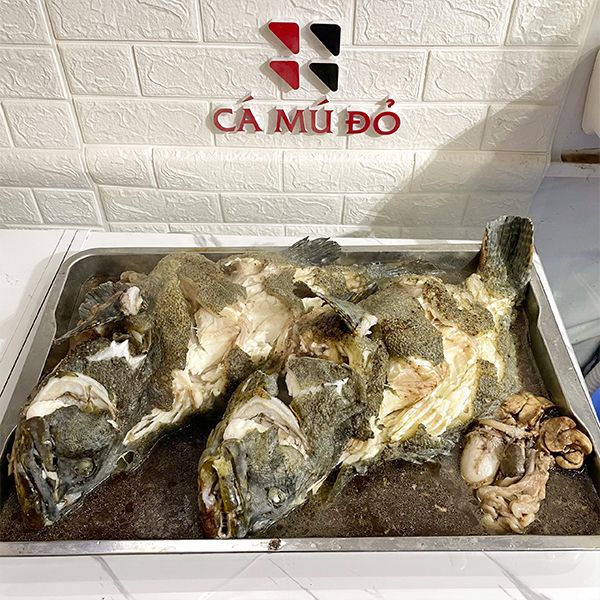  Cá Song Hổ - Cá Mú Cọp (Size 1,5 - 3kg/con) 