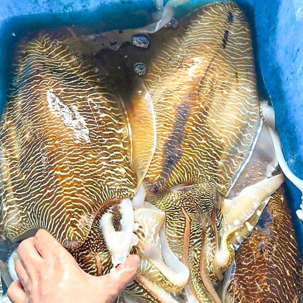 Siêu phẩm mực nang giá tốt nhất tại Hà Nội - Cá Mú Đỏ