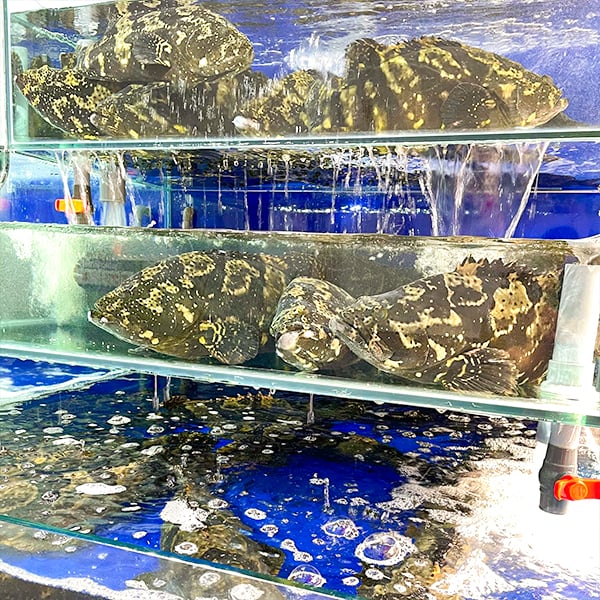 ca song ho ca mu cop size 1 5 3kg con