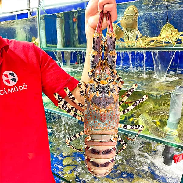 tom hum bong 700 900g con