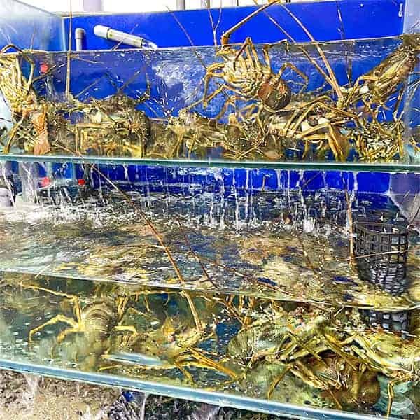  Tôm Hùm Xanh (400 - 800g/con) 