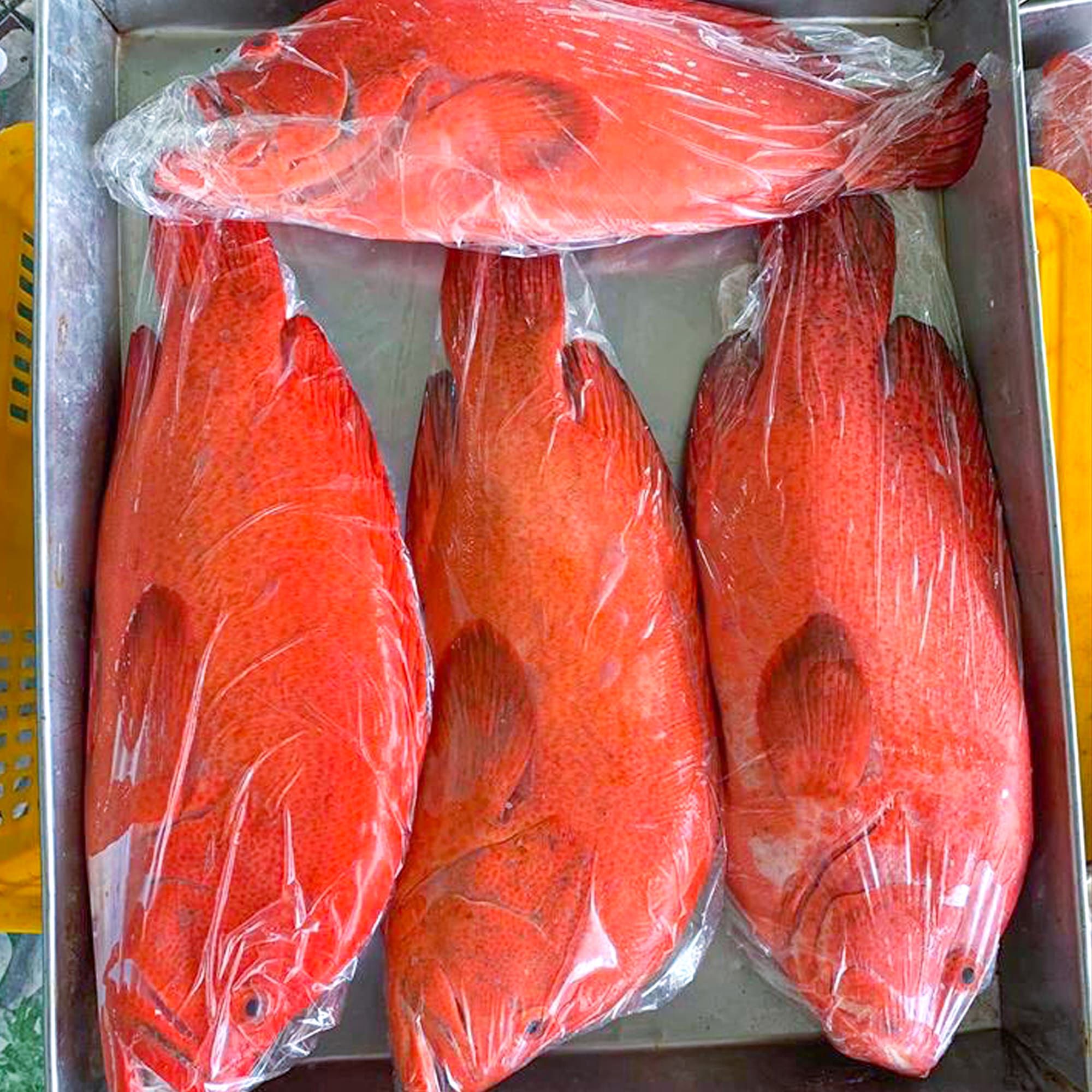  Cá Mú Đỏ Bớp (Cá Mú Bịp) 