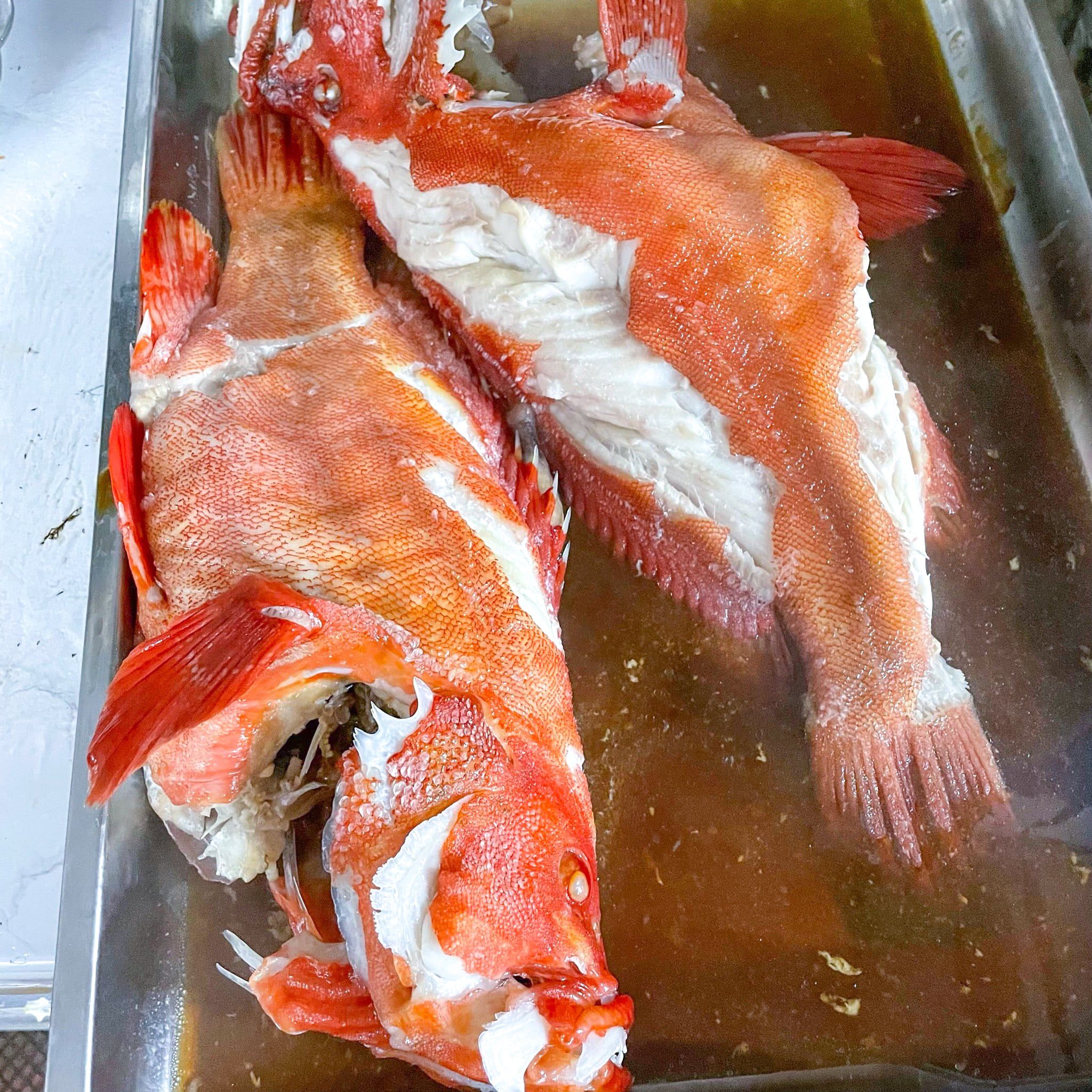  Cá Mú Đỏ Bớp (Cá Mú Bịp) 