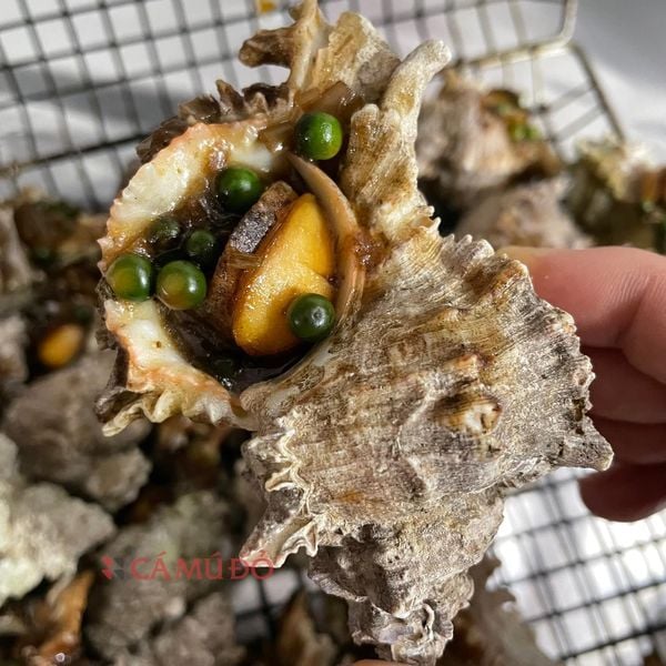  Ốc Sư Tử Nướng Tiêu Xanh 