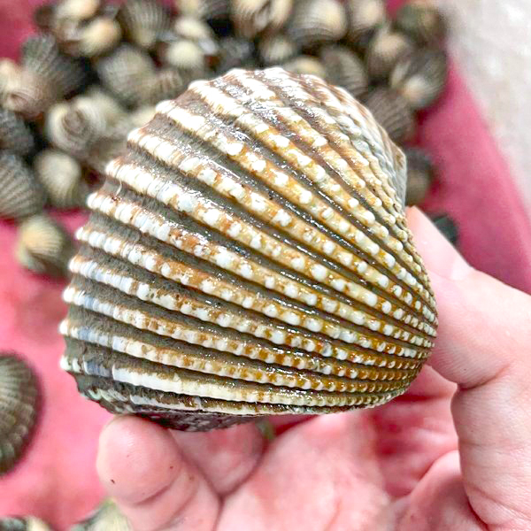 so huyet co 10 20 con kg