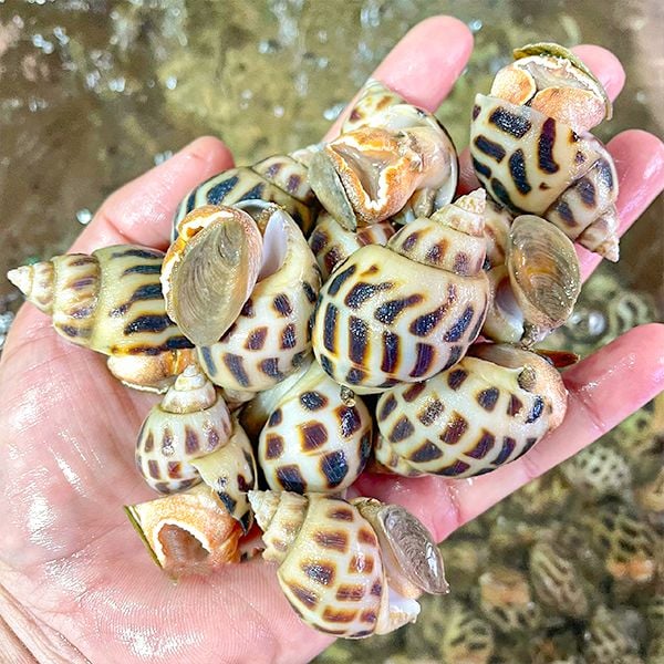  Ốc Hương Size 80 